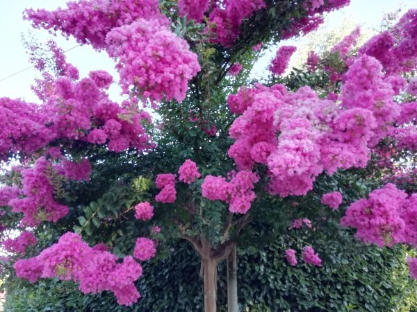 Crape Myrtle Pruning in Vancouver