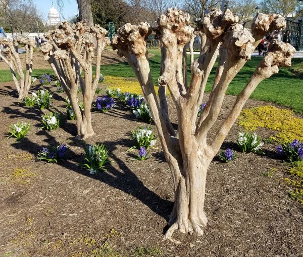 Myrtle Tree Removal in Vancouver