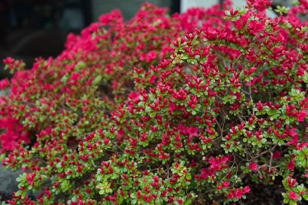 Weigela Removal Service in Vancouver