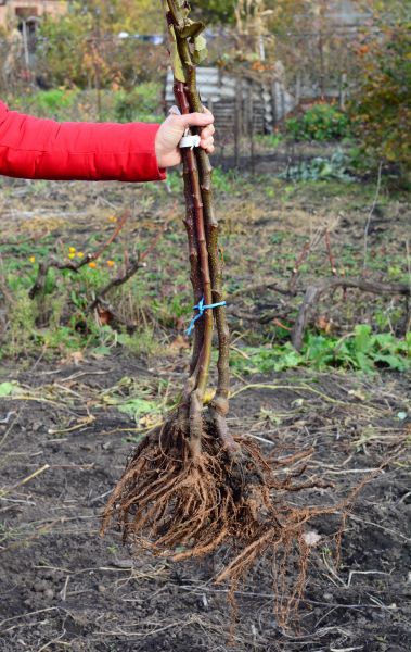 Shrub Root Removal in Vancouver