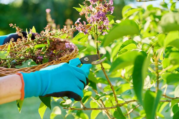 Lilac Trimming Service in Vancouver