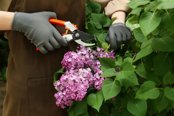 Lilac Pruning Service in Vancouver