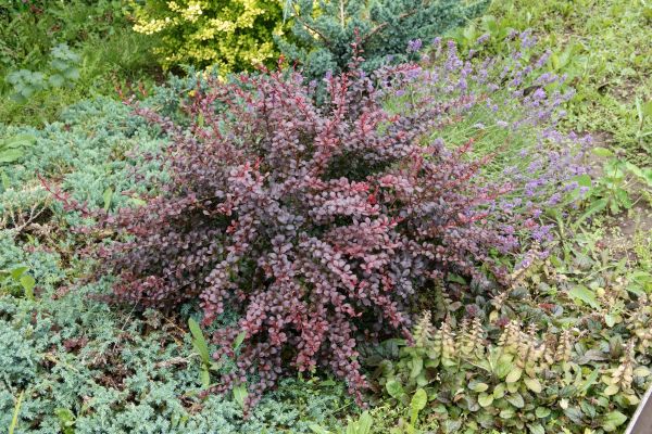 Japanese Barberry Removal in Vancouver