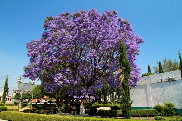 Jacaranda Pruning in Vancouver