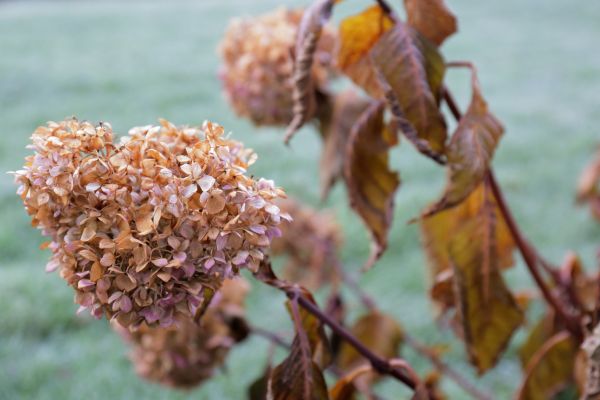 Hydrangea Removal in Vancouver