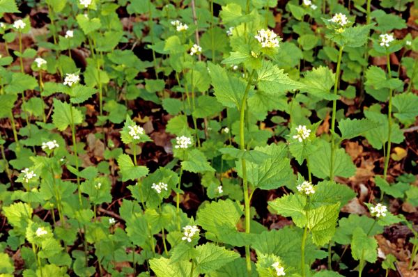 Garlic Mustard Removal in Vancouver