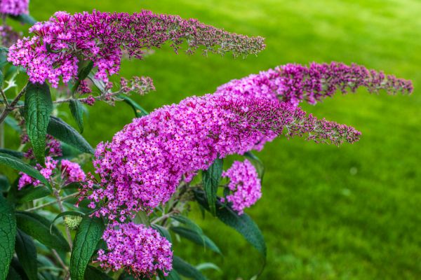 Butterfly Bush Removal in Vancouver