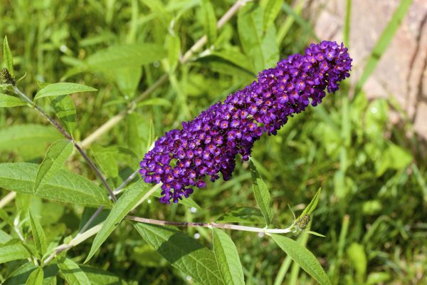 Butterfly Bush Pruning in Vancouver