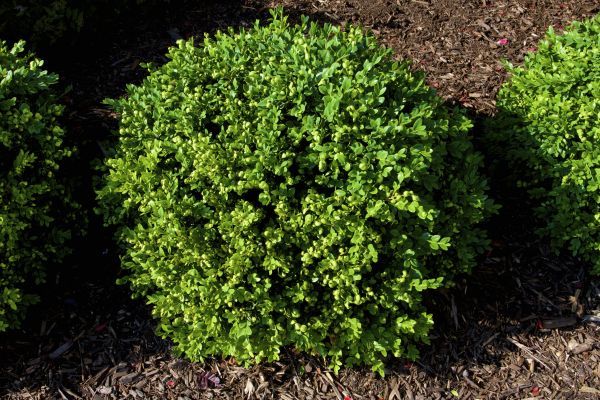 Boxwood Removal in Vancouver