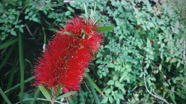 Bottlebrush Pruning in Vancouver
