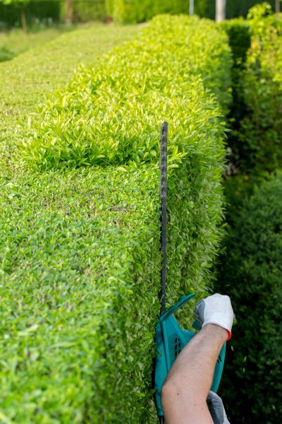 Hedge Trimming in Vancouver