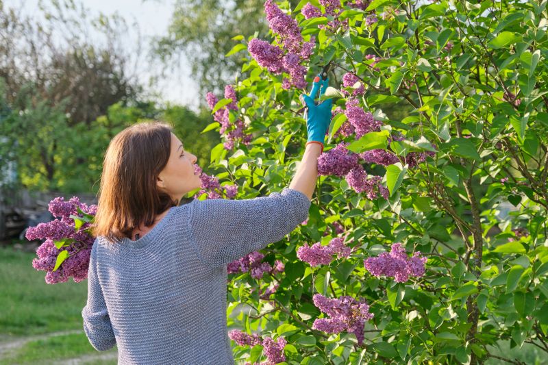 Azalea Pruning