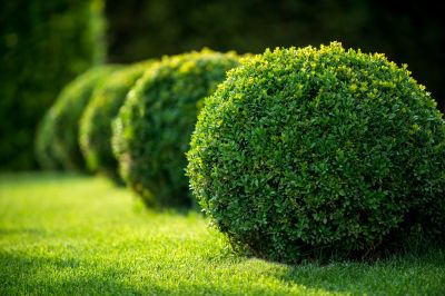 Commercial Shrub Trimming