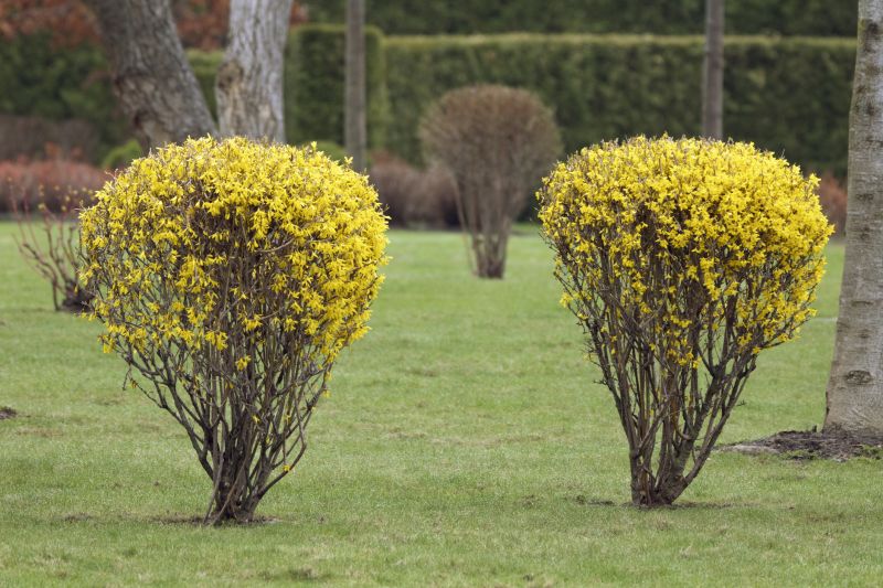 Forsythia Pruning
