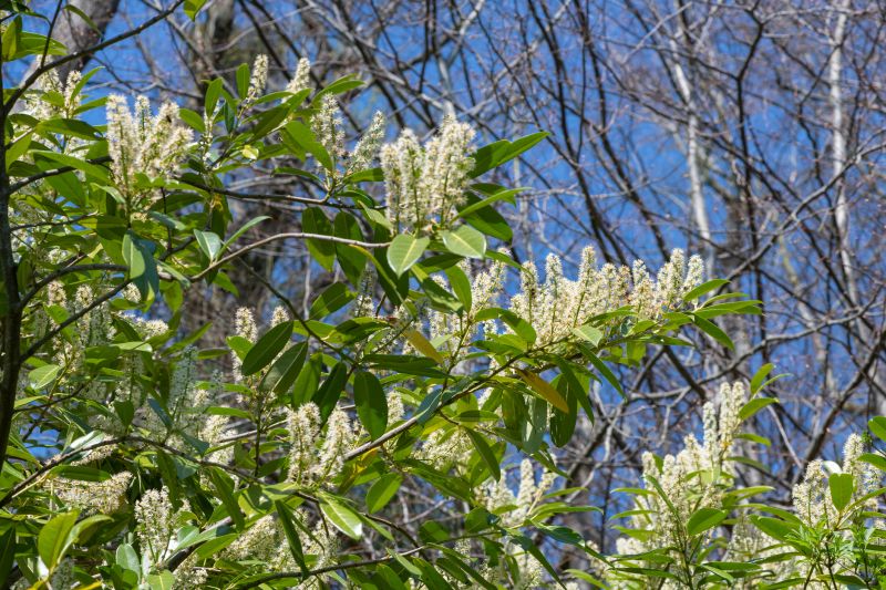 Laurel Shrub Removal