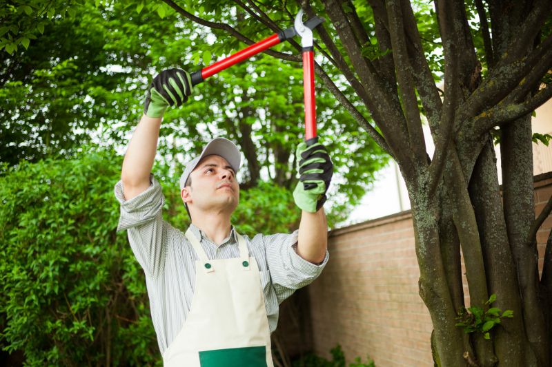Arborist Services